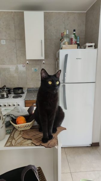 WhatsApp Image 2025-02-05 at 08.32.03